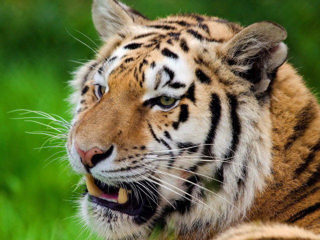 Тигр скалит зубы