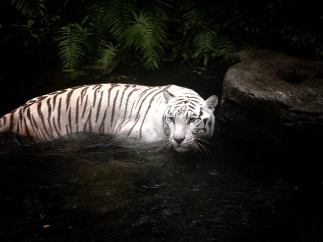 Тигр в реке