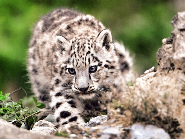 Дикая кошка на охоте