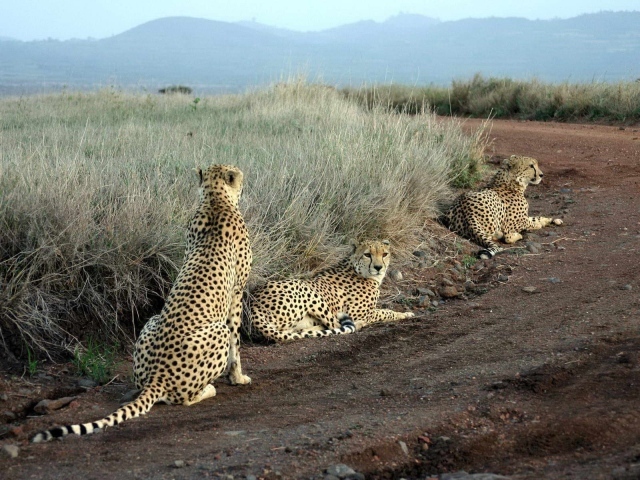 Леопарды лежат на дороге