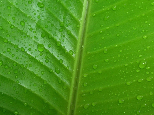 Фон зеленый лист