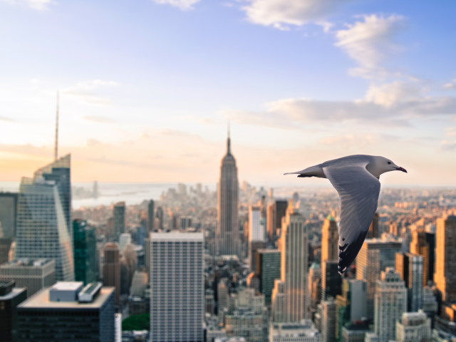 Чайка летит над Нью- Йорком