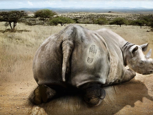 Носорог получил пинка