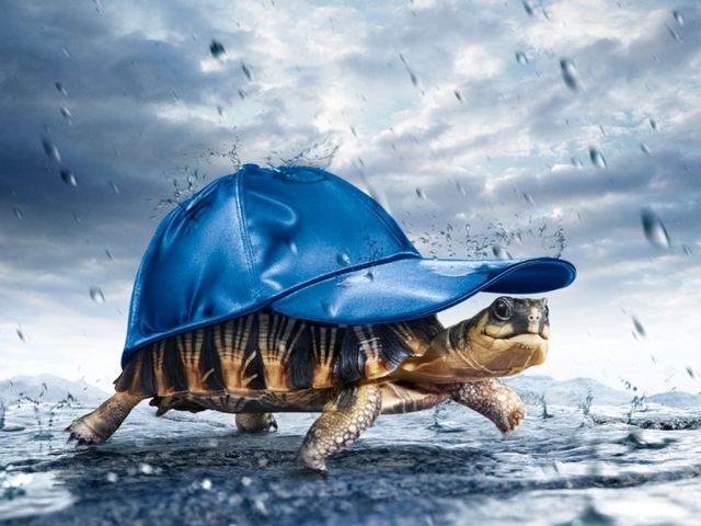Черепаха в кепке под дождем