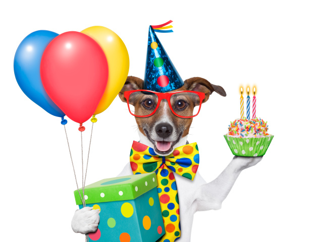 Весёлая собака на день рождения