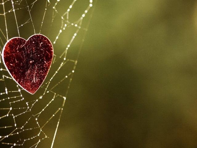 Паутина любви