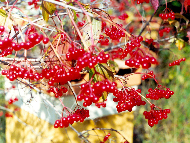  Калина Красная