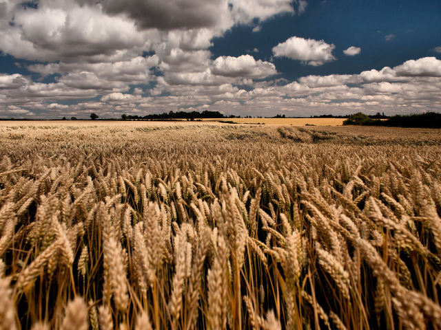 Облачное небо над полем пшеницы