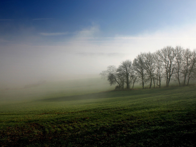 Туманное утро на поле