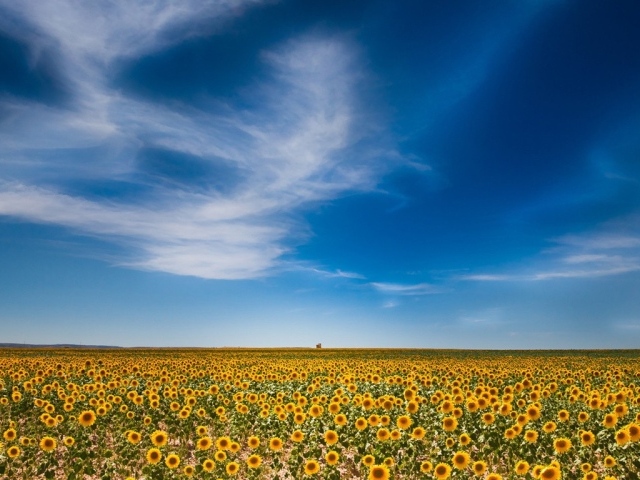 Огромное поле подсолнухов