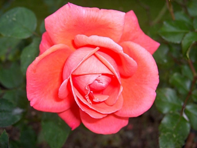 Красивая нежно розовая роза