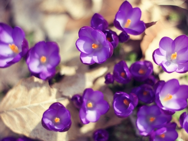 Цветут Фиолетовые крокусы