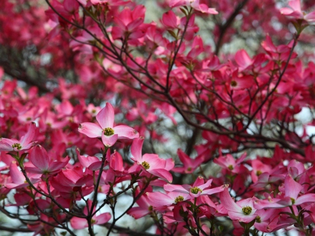 Веточка розовых цветов