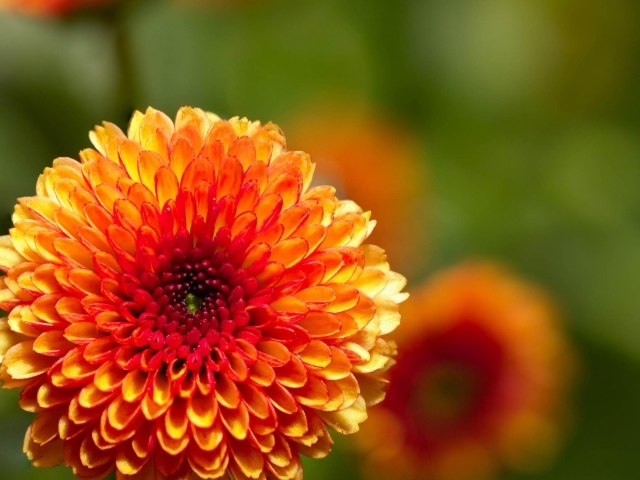 Жгучий цветок