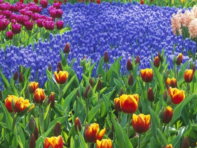 Голландский ландшафт