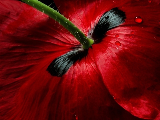 Цветок вид сзади