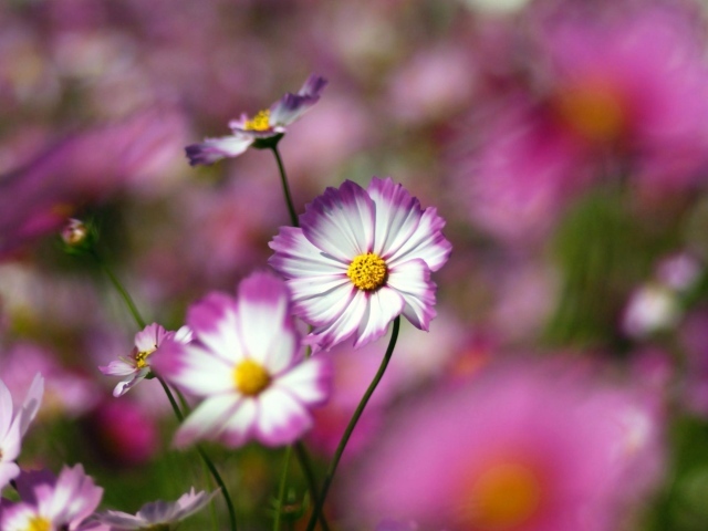 Цветы с желтым центром