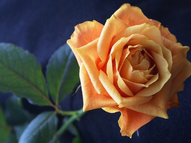 Нежная оранжевая роза