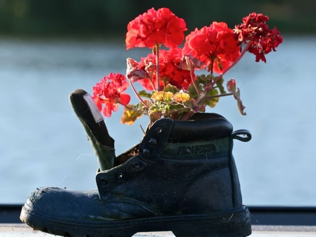 Герань в старом сапоге