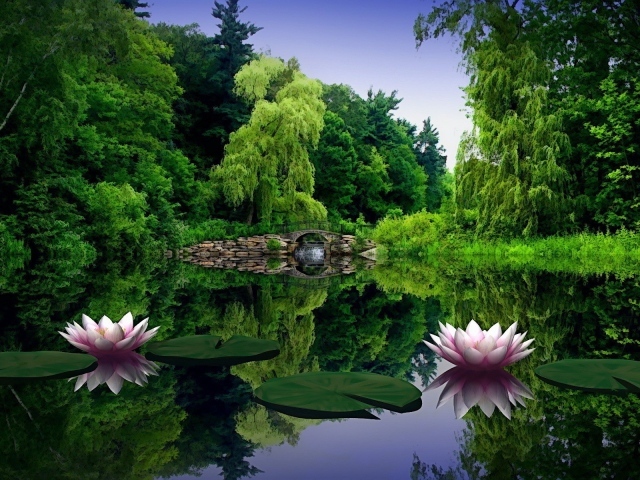 Большие лилии на пруду