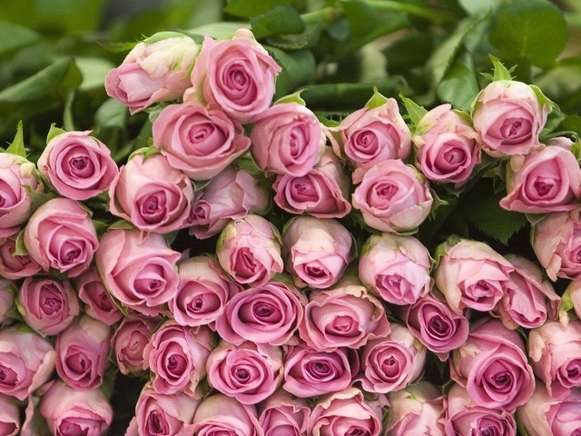 Гора розовых роз