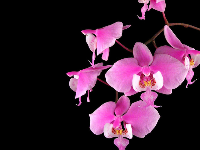 Орхидеи на черном фоне