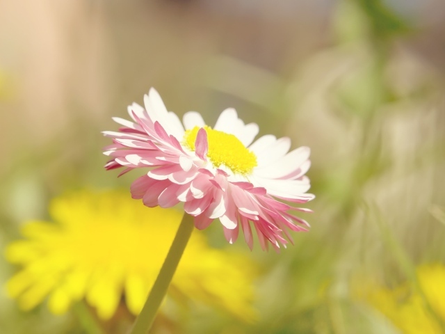 Бледная ромашка