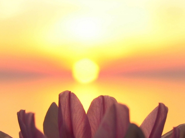 Лепестки на фоне солнца