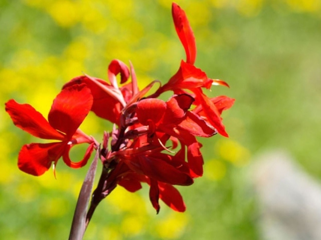 Фото красных цветов