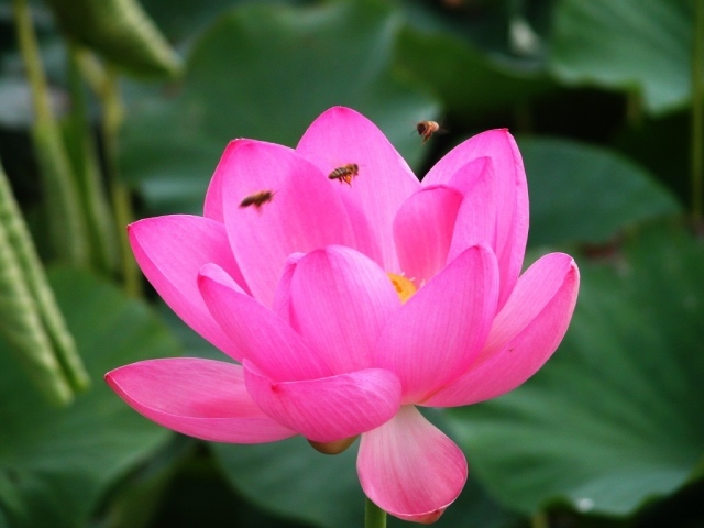 Розовая лилия и пчелы