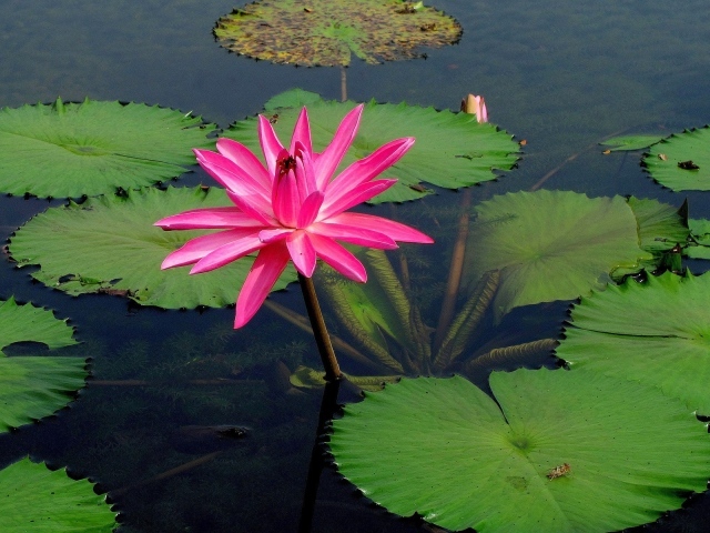 Розовый лотос на воде