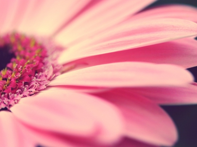 Лепестки розового цветка