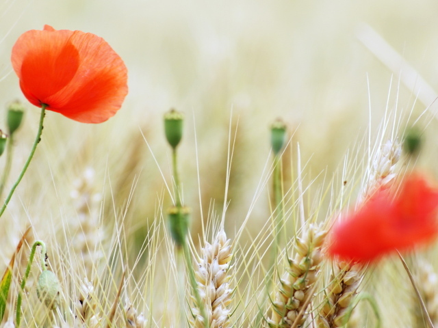 Маки на пшеничном поле