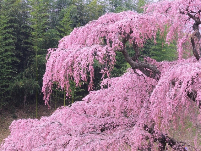 Бурное цветение весной