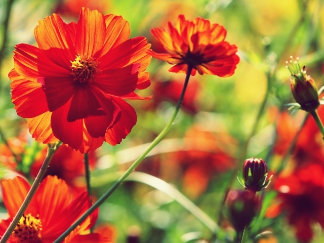 Красные цветы и бутоны