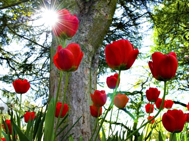 Красные тюльпаны под солнцем