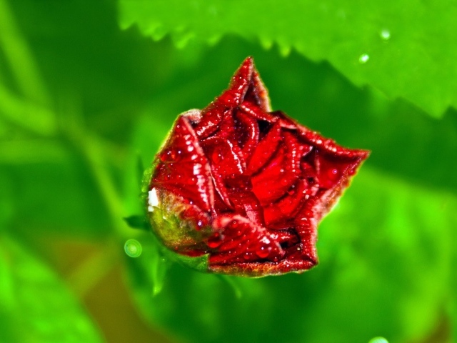 Бутон розы с капельками