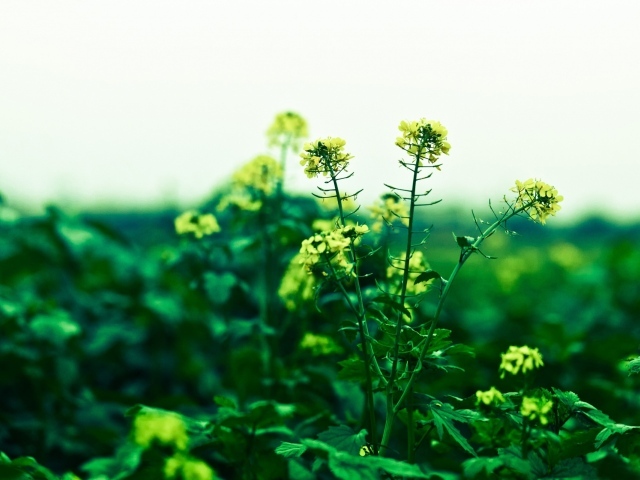 Маленькие желтые цветы