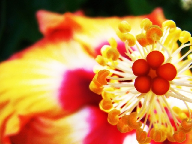 Пестик с тычинками