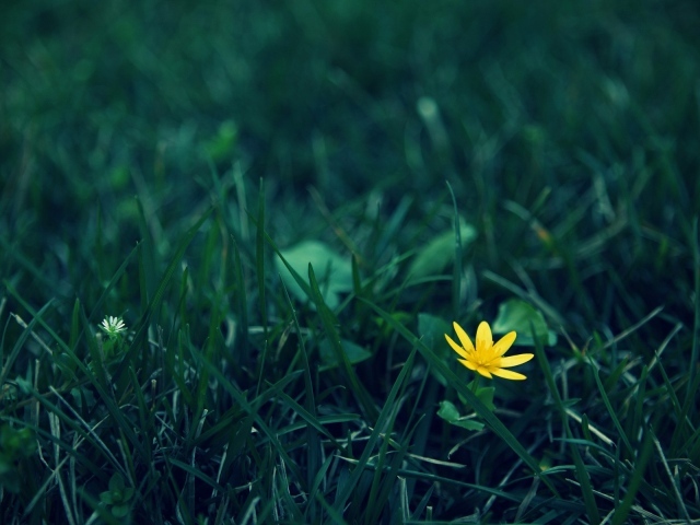 Одинокий желтый цветок