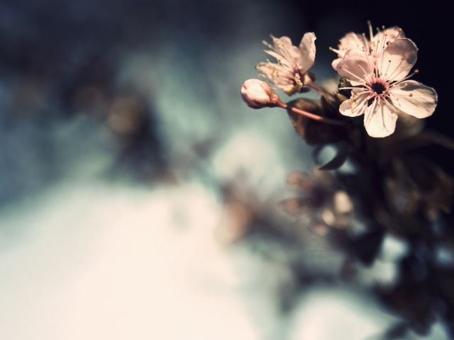 Три нежных цветка