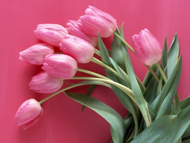 Тюльпаны на розовом фоне