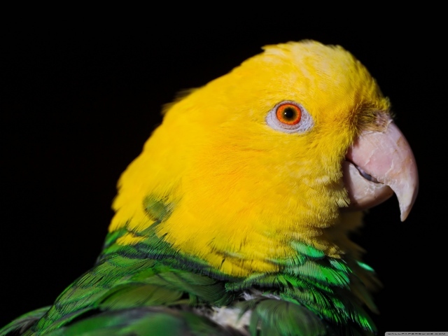 Двухцветный попугай