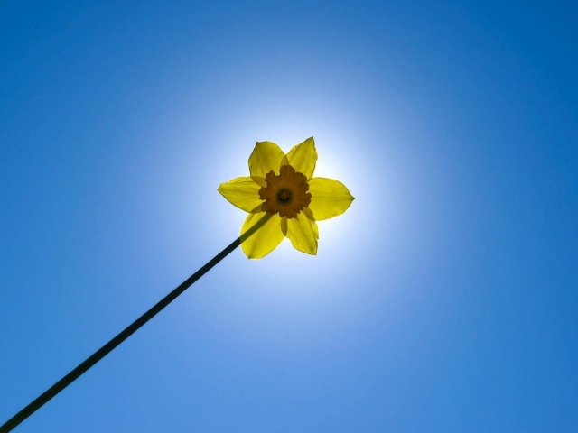 Желтый цветок на фоне неба