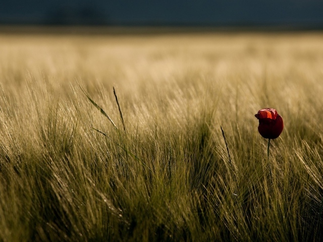 Одинокий цветок в траве