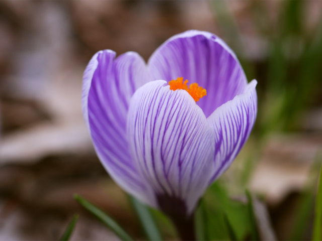 Цветок Сиреневый крокус