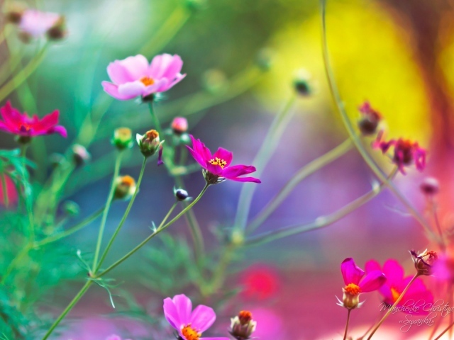 Цветы на размытом фоне