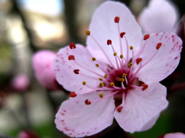 Увеличенный цветок вишни