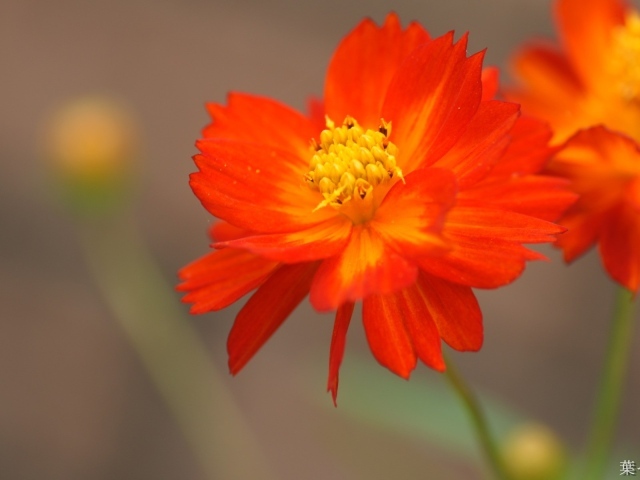 Оранжево желтый цветок