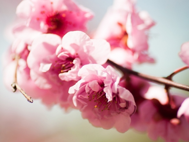 Розовое Весеннее цветение